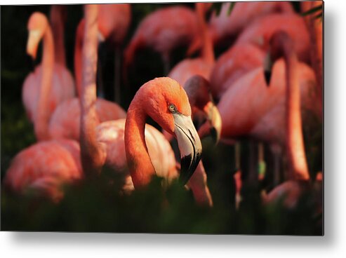 American Flamingo Metal Print featuring the photograph Head american flamingo, Phoenicopterus ruber, from bushes by Vaclav Sonnek