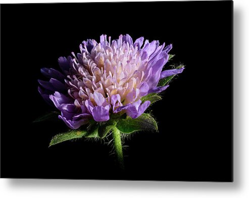 Striking Metal Print featuring the photograph Close up of pink flowers of a common field scabious wildflower by Stan Weyler
