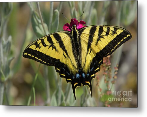 Lepidoptera Metal Print featuring the photograph Close-up Western Tiger Swallowtail by Nancy Gleason