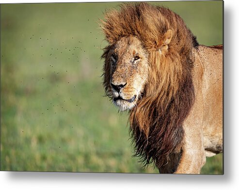 Lion Metal Print featuring the photograph Closeup Profile Large Male Lion Walking by Good Focused