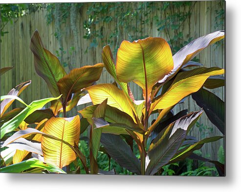 Jekyll Island Metal Print featuring the photograph Cobra Leaf by Bruce Gourley