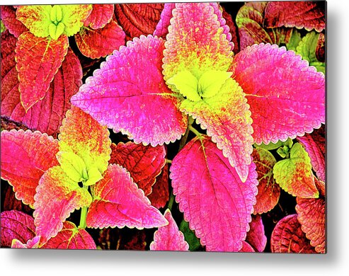 David Lawson Photography Metal Print featuring the photograph Coleus colorfulius by David Lawson