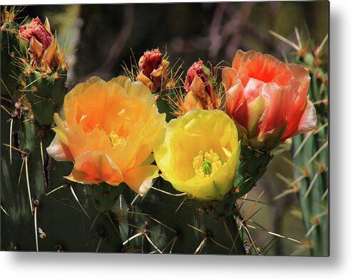 Flowers Metal Print featuring the photograph Color in the Sonoran Desert by Jason Judd