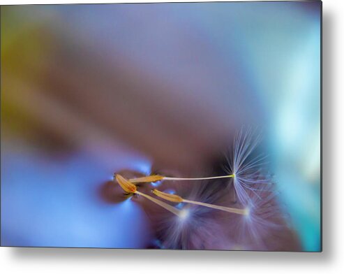 Color Metal Print featuring the photograph Color of nature by MPhotographer
