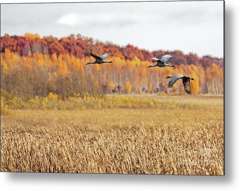 Sandhill Crane Metal Print featuring the photograph Colorful Fall Migration in Crex Meadows by Natural Focal Point Photography