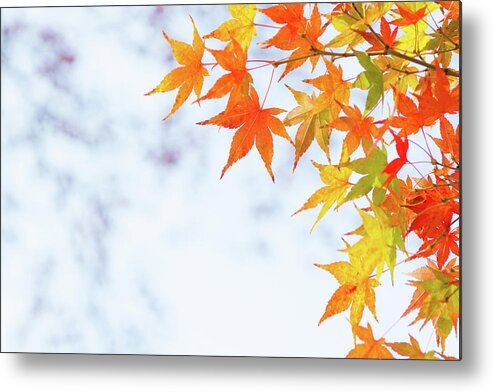 Acer Metal Print featuring the photograph Colorful maple leaves on branch in autumn / fall by Viktor Wallon-Hars