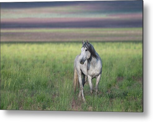 Wild Horse Metal Print featuring the photograph Colors by Mary Hone