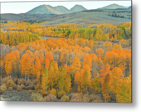 Trees Metal Print featuring the photograph Colors of the Season by Jonathan Nguyen