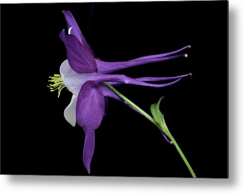 Macro Metal Print featuring the photograph Columbine 781 by Julie Powell