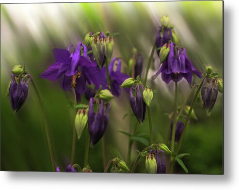 Spring Metal Print featuring the photograph Columbine in Motion by Wayne King