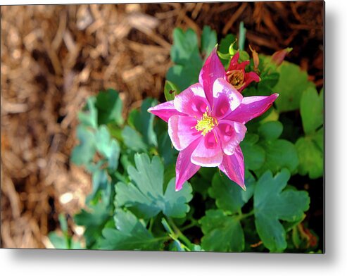 Flowers Metal Print featuring the photograph Columbine in the Sunlight by Cathy P Jones