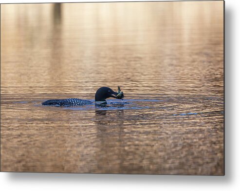 Common Loon Metal Print featuring the photograph Common Loon With A Fish 2019-2 by Thomas Young