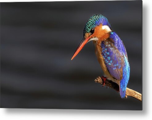 Malachite Kingfisher Metal Print featuring the photograph Concentration by MaryJane Sesto