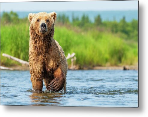 Alaska Metal Print featuring the photograph Connection by Chad Dutson