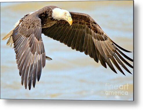 Conowingo Metal Print featuring the photograph Conowingo Dam Eagle Hovering Crop by Adam Jewell