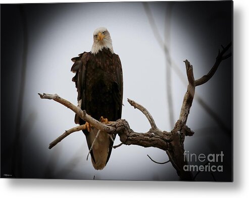 Eagles Metal Print featuring the photograph Contemplating by Veronica Batterson