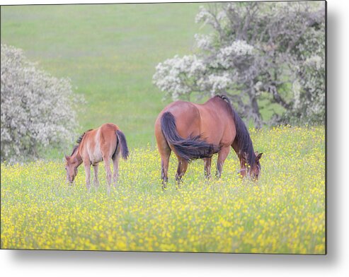 Horses Metal Print featuring the photograph Contentment - Mare and Foal in a meadow by Anita Nicholson