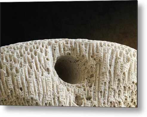 Coral Metal Print featuring the photograph Coral Macro by Phil Perkins