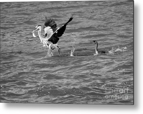 Conowingo Metal Print featuring the photograph Cormorant Chasing A Heron With A Fish Black And White by Adam Jewell