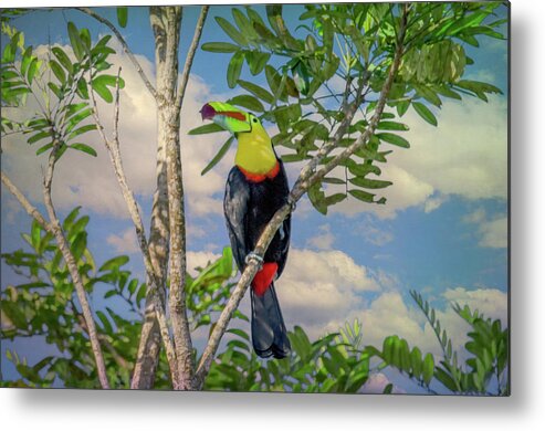  Metal Print featuring the photograph Costa Rica Color by Marcy Wielfaert