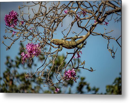 Animal Metal Print featuring the photograph Costa Rican Lizard by Cindy Robinson
