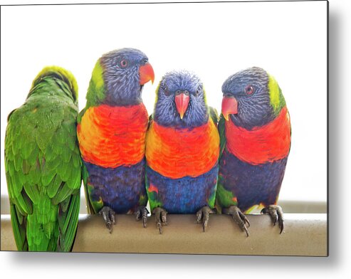 Four Wild Rainbow Lorikeets Perched On A Railing Metal Print featuring the photograph Cosy by Az Jackson