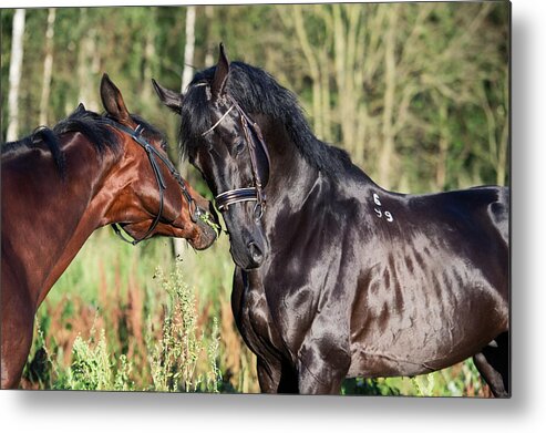 Horse Metal Print featuring the photograph Couple Of Breed Sportive Stallions. Close Up by anakondaN