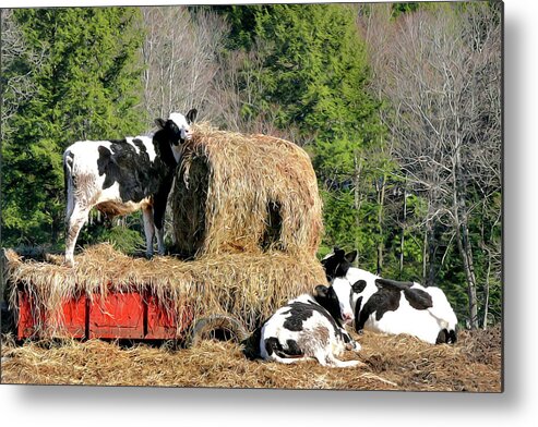 Cow Metal Print featuring the painting Cow Country Buffet by Christina Rollo