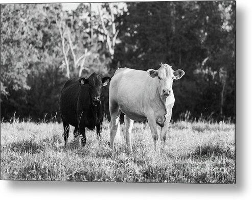  Metal Print featuring the photograph Cows by Vincent Bonafede