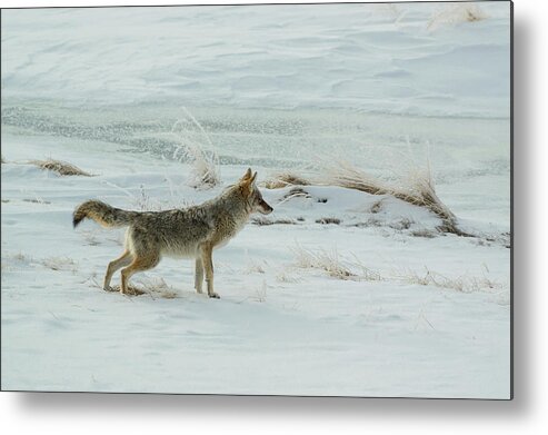 Colorado Metal Print featuring the photograph Coyote - 8962 by Jerry Owens