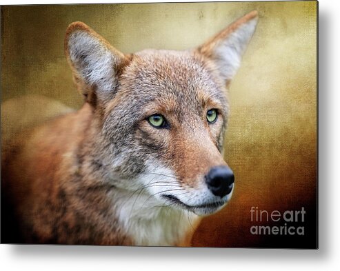 Red Wolf Sanctuary Metal Print featuring the photograph Coyote Brown by Ed Taylor