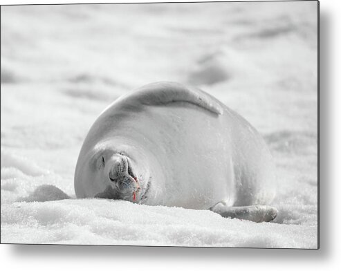 04feb20 Metal Print featuring the photograph Crabeater Seal Frozen Drool Pile BW-SC by Jeff at JSJ Photography