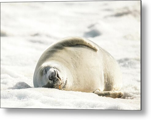 04feb20 Metal Print featuring the photograph Crabeater Seal Frozen Drool Pile Raw Color by Jeff at JSJ Photography