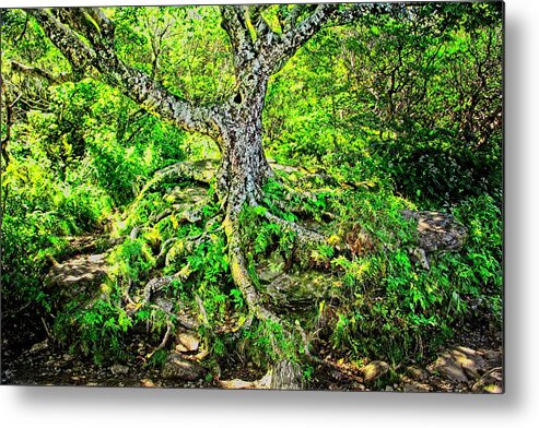 Tree Metal Print featuring the photograph Craggy Pinnacle Trail Tree by Allen Nice-Webb