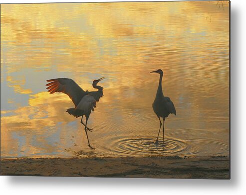 Crane Metal Print featuring the photograph Crane Mating Dance #3 by Jerry Griffin
