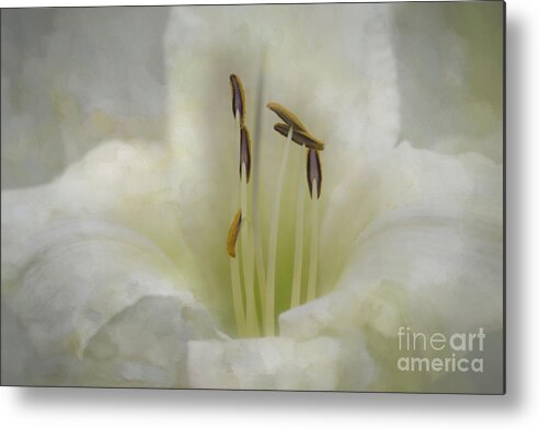 Flower Metal Print featuring the photograph Creamy Painted Daylily by Amy Dundon