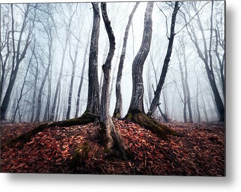 Morning Metal Print featuring the photograph Creepy trees by Toma Bonciu