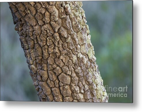 Terminalia Elliptica Metal Print featuring the photograph Crocodile Skin by Eva Lechner