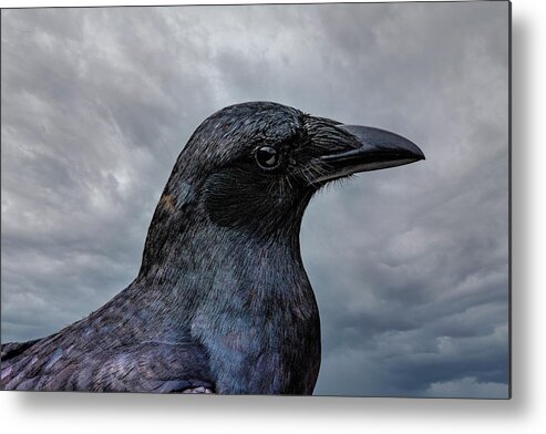 Crow Metal Print featuring the photograph Crow Portrait by Cathy Kovarik