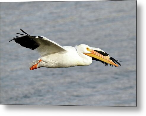 Pelicans Metal Print featuring the photograph Cruising Along by Lens Art Photography By Larry Trager