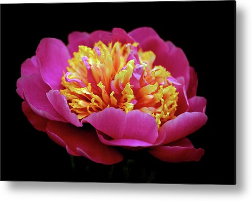 Peony Metal Print featuring the photograph Cupcake by Jessica Jenney