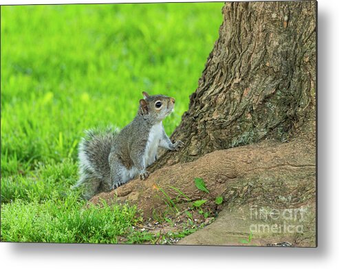 Eastern Gray Squirrel Metal Print featuring the photograph Curious Eastern Gray Squirrel by Jennifer White