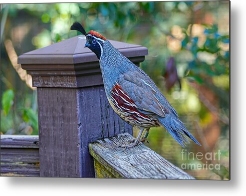 Birds Metal Print featuring the photograph Curious Quail by Judy Kay