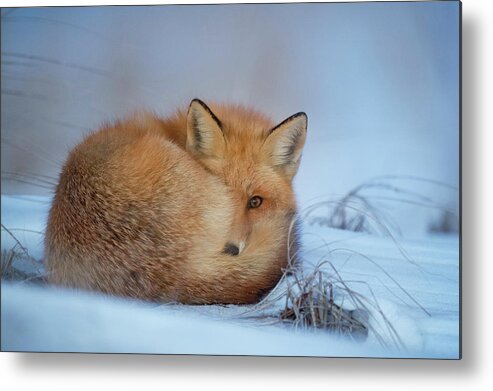 Fox In Snow Metal Print featuring the photograph Curled Up Fox by World Art Collective