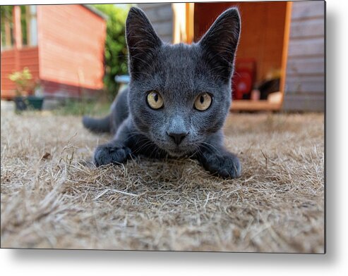 Cat Metal Print featuring the photograph Cute kitten by Andrew Lalchan