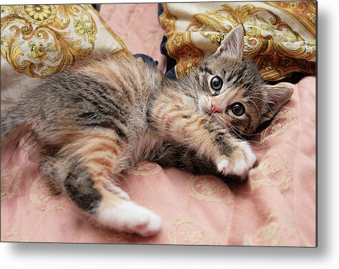 Pets Metal Print featuring the photograph Cute Kitty 2 by Masha Batkova