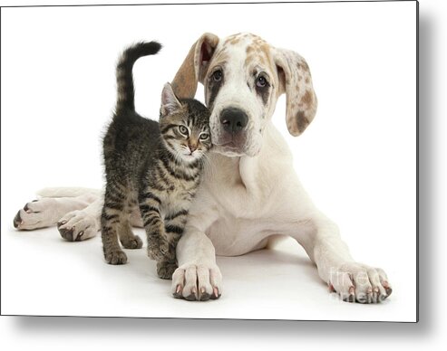 Great Dane Metal Print featuring the photograph Cute tabby kitten with Great Dane puppy by Warren Photographic