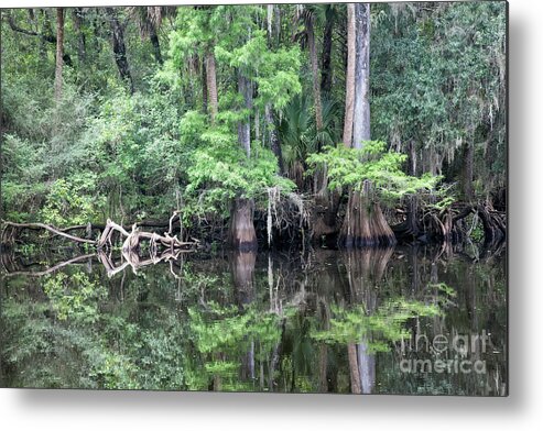 Cypress Trees And Reflections At Riverbank Metal Print featuring the photograph Cypress Trees And Reflections At Riverbank by Felix Lai