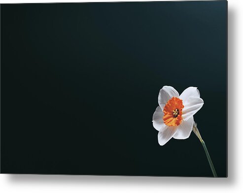 Daffodil Metal Print featuring the photograph Daffodil on Black by Scott Norris