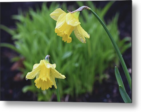 Daffodils Metal Print featuring the photograph Daffodils by Jerry Cahill